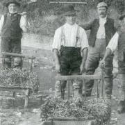 Harvesting watercress at West Hyde c 1900. Image: Three Rivers Museum Trust