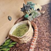 Snake found after going missing for days in South Oxhey