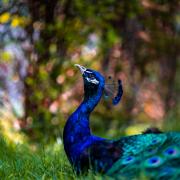This gorgeous image of a peacock was taken by Chloe Porter