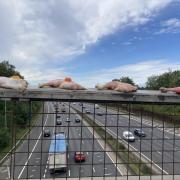 Raw chicken with Jelly Babies balanced on an M25 bridge near Kings Langley.