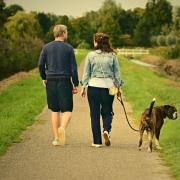 A round up of some of the best easy, dog-friendly walks in Hertfordshire according to AllTrails.
