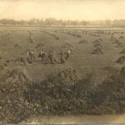 Summer harvest thought to have been captured from St Albans Road in August 1918