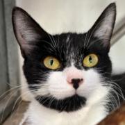 Crystal's kittens are ready to find new homes - and so is she
