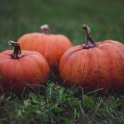 Pumpkin patches to visit in time for the spooky season