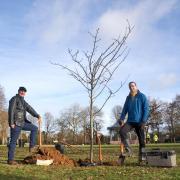 Watford will have new trees planted on the streets soon.