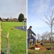 Destroyed tree in Leavesden Park/Cllr Tim Williams and Watford mayor Peter Taylor plant one of Watford's new park trees.