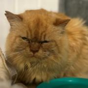 Arthur may look grumpy but he really enjoys having a fuss made of him
