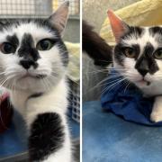 Goblin, left, and Gremlin are looking for their forever home together