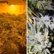 Man charged after over 160 cannabis plants found at 