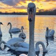 'Swan lake at the Aquadrome.' Image: Lesley Tilson