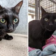 Simba, left, and Bertie are looking for new homes apart from each other
