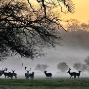 'Spring into an early morning at dawn near Ashridge'. Image: Lesley Tilson