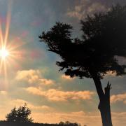 'Sunshine by Cassiobury Park's Cedar Tree'