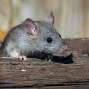 Callouts to tackle rat infestations have jumped 28% in the last two years.