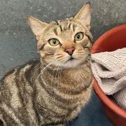 Peter can live with older children who will respect his space but not other cats or dogs