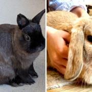 Eclipse, left, and Luna are among the rabbits the NAWT are seeking new homes for