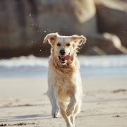 Will you be exploring these dog-friendly beaches?