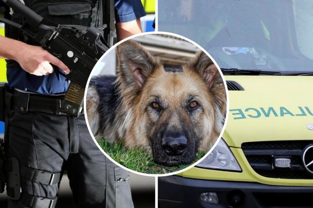 Police said they had to shoot the dog "in order to protect the public and prevent further injuries".