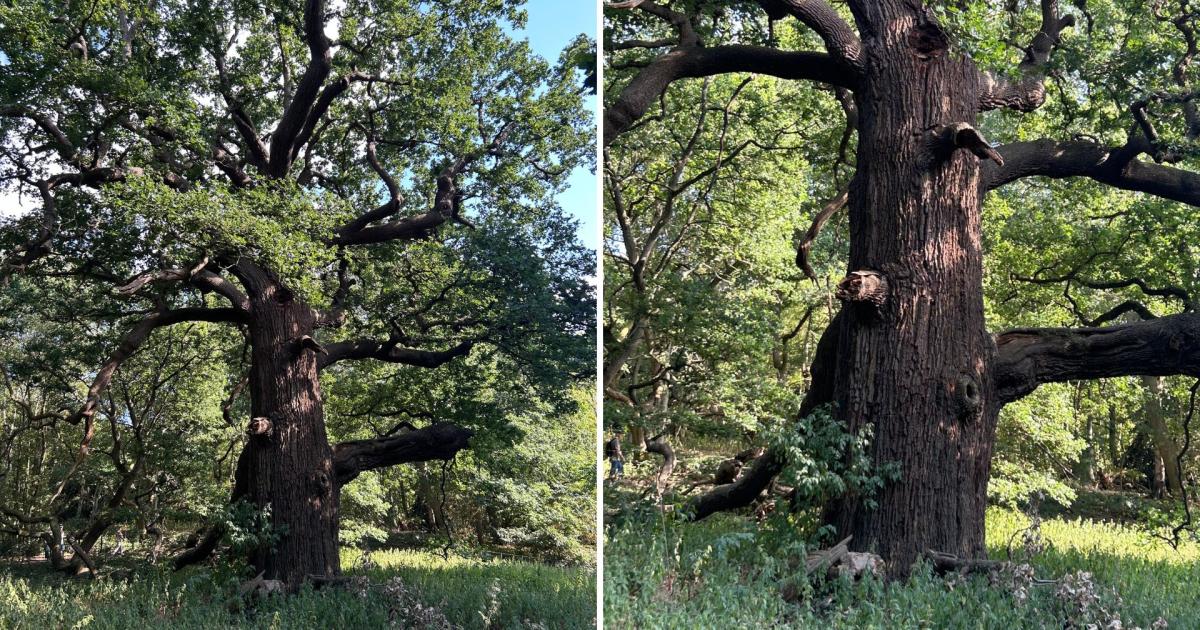 How to visit Panshanger Great Oak in Hertfordshire