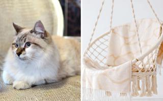 Where you can buy an egg chair for your cat this Christmas (Canva)