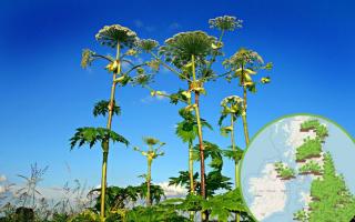 Giant Hogweed spotted near Watford- How to deal with toxic plant. (Pixabay/WhatShed)