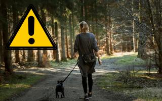 UK dog owners issued £2,000 warning over their pet's collar. (Canva)