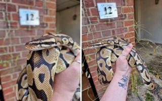 The Royal Python is now at C&T Exotics in Bovingdon. Picture: C&T Exotics
