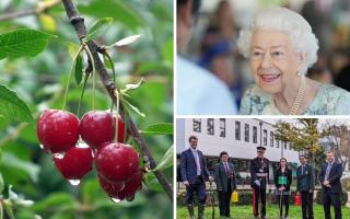 Rickmansworth School students and His Majesty's Lord Lieutenant, Robert Voss planted wild cherry trees as part of the Queen's Green Canopy project.
