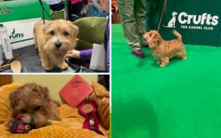 Hugo won the title of Best Boy in the Norfolk Terrier post graduate dog class at Crufts 2023.