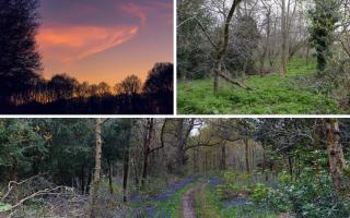 We've put together a list of seven great forests near Watford.