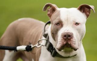 XL Bully dogs will soon be banned