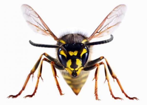 Watford Observer: A wasp